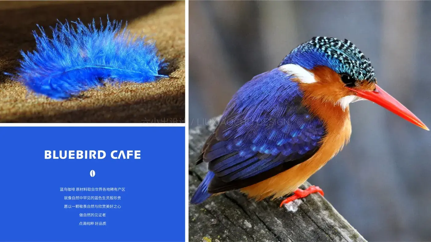 Bluebird Cafe 蓝鸟咖啡 完整提案第 3 页