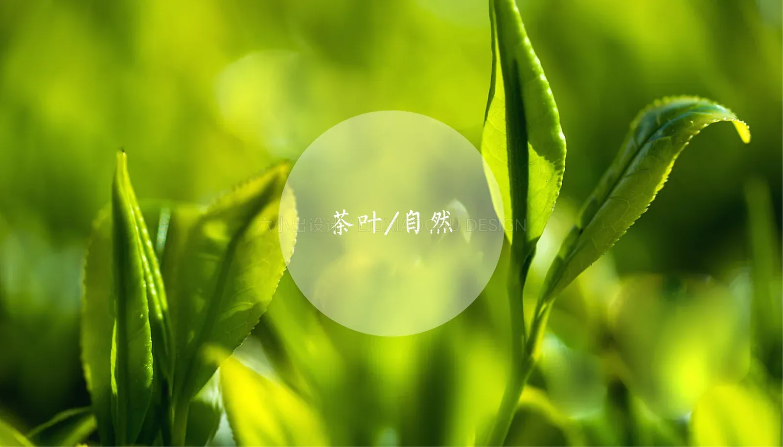 伯期茶居 项目展示 4