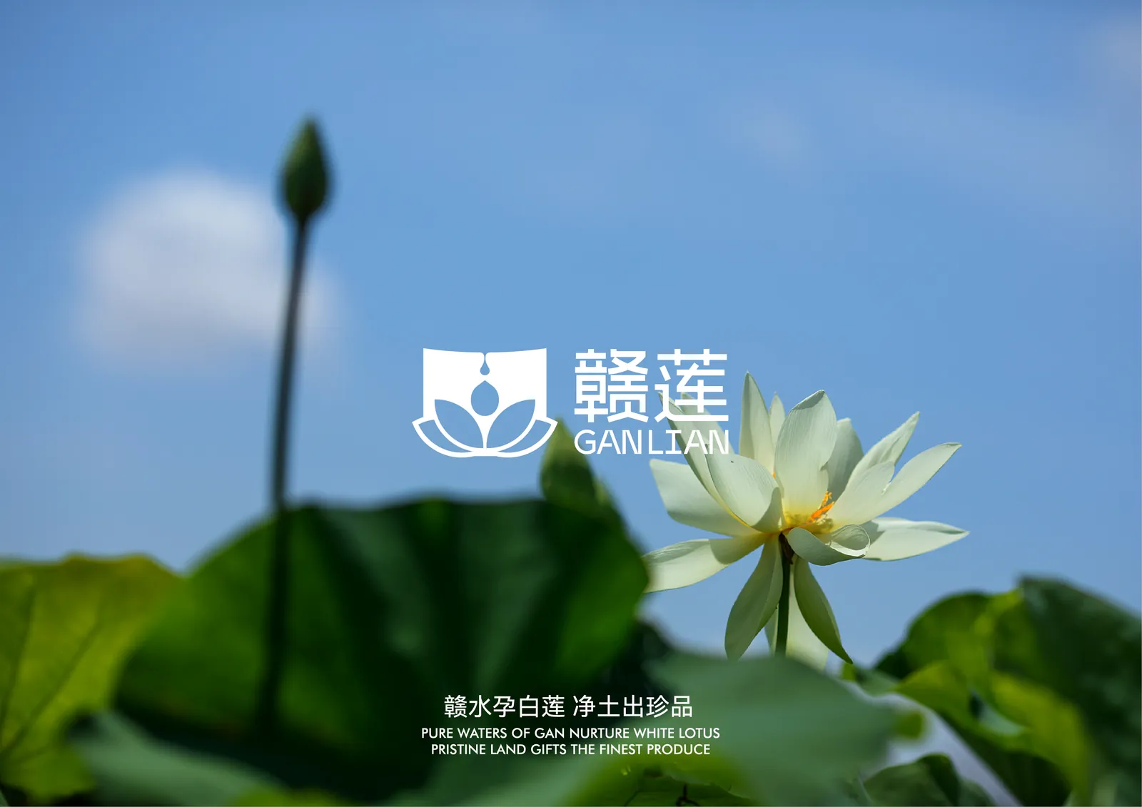 赣莲 项目展示 1