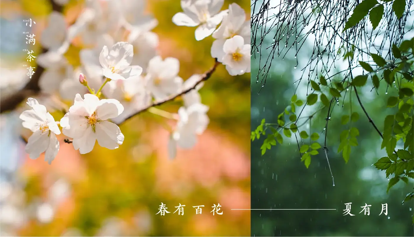 小满茶事 完整提案第 3 页