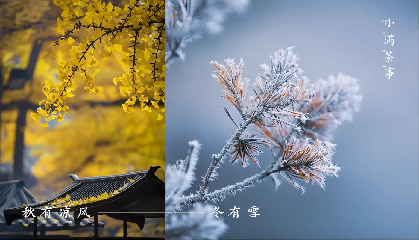 小满茶事 完整提案第 4 页