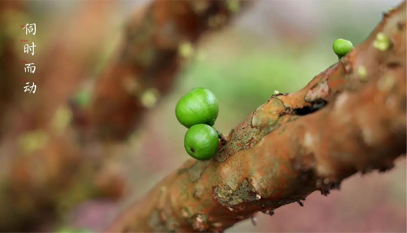 小满茶事 完整提案第 37 页